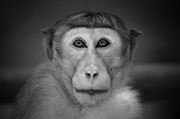 Picture of Monkey